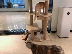 -momokira米努特·德文卷毛猫·棉花面纱犬