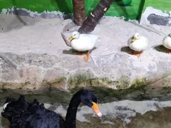 -海合安武汉极地海洋公园