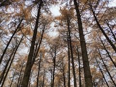 -硗碛藏寨·神木垒景区