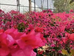 -观澜湖生态运动公社