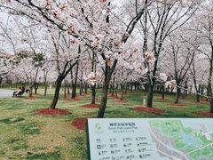 -顾村公园