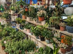 -双季花艺园艺市场(浦东店)
