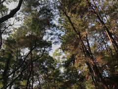 -三门江国家森林公园