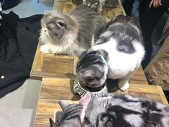 -小时光咖啡馆(开森度假森林店)