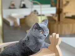 -飞行喵MR PILOT|猫舍·猫咖(静安大融城店)