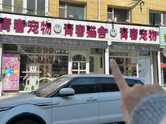 -青奢宠物·青奢猫舍