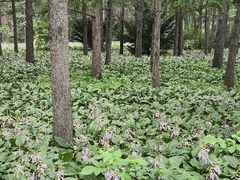 -黑龙江省森林植物园