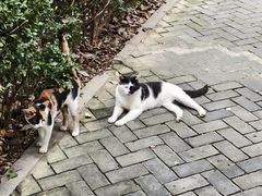 -上海佘山国家森林公园天马山园