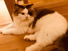 -猫腻·猫咖·撸猫馆(星光大道店)