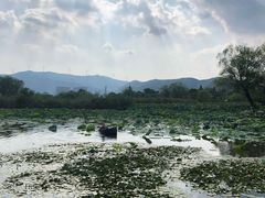 -长兴太湖图影湿地文化园