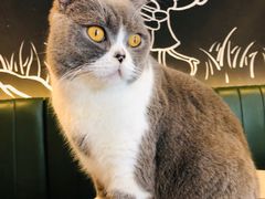 -遇见羊驼·奶狗咖·布偶猫咖·法斗柯基柴犬阿拉斯加(春熙路太古里IFS店)