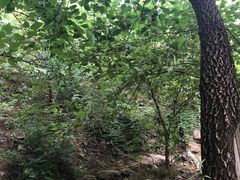 -白水寺森林公园