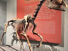 -齐齐哈尔市博物馆