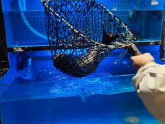 -姜君·千岛湖鱼头馆(浦东大道店)