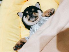-逗柴咖啡屋·狗咖猫咖宠物桌游