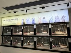-翊宠yipet猫狗购宠庄园