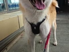 -良雪LANSOO低糖生日蛋糕(朝阳店)