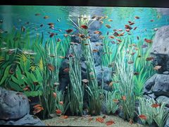 -上海海洋水族馆