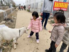 -喜杨洋草莓采摘园