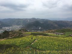 -桑洲油菜花景区