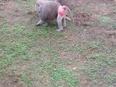 -荆州中山公园动物园