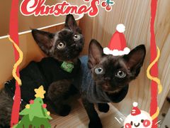 -70cat德文卷毛猫·缅因猫纯种猫舍