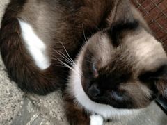 -猫咪博物馆(顶澳仔猫街店)