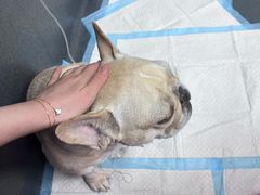 -爱侣宠医·鹦鹉专科·小型哺乳类·异宠专科(灵石路店)