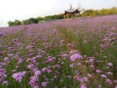 -杭州城北体育公园