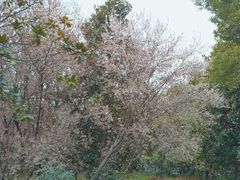 -上海滨江森林公园