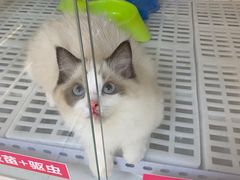 -lincat·猫舍(广州店)