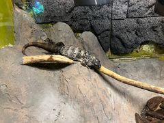 -上海大自然野生昆虫馆