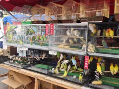 -哈尔滨道外花鸟鱼市场