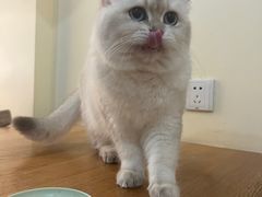 -滚猫咖啡·猫咖·猫友好撸猫(未来城店)