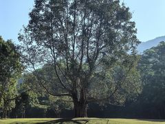 -深圳仙湖植物园