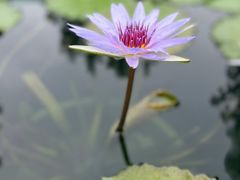 -上海辰山植物园