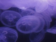 -芜湖新华联大白鲸海洋公园