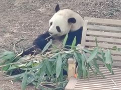 -栾川竹海野生动物园