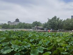 -莲花池公园