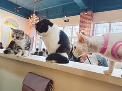-猫小院猫主题餐厅(南锣旗舰店)