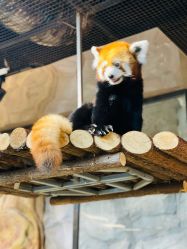 点击看大图 -Zoolung Zoolung动物主题公园(海信广场店)