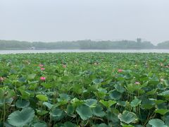 -大兴滨河森林公园