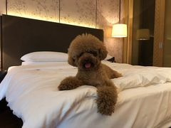 -上海崇明金茂凯悦酒店