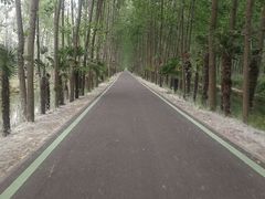 -合肥滨湖国家森林公园