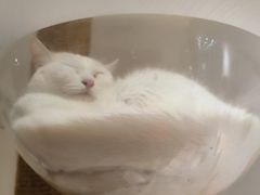 -猫域·湾主题猫咖·宠物吧(南坪城市广场店)