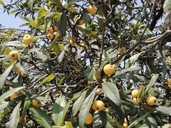 -塘栖枇杷特色园区