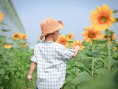-曲江薰衣草庄园