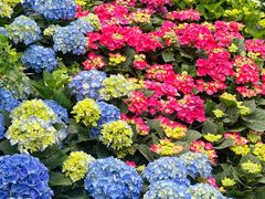 -深圳仙湖植物园