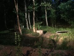 -清迈夜间动物园