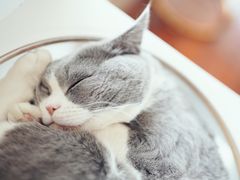 -Catmate·猫肥家润(金润铂宫店)